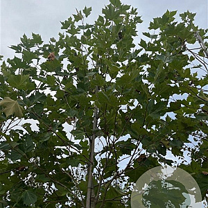 Platanus hisp. 'Pyramidalis' 14-16 HO draadkluit