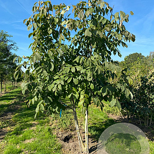 Ptelea trifoliata 300-350 cm draadkluit meerstammig