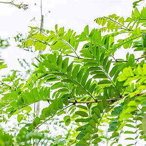 Robinia pseudoacacia 20-25 HO draadkluit