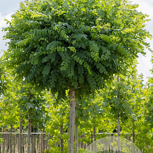 Robinia ps. 'Umbraculifera' 12-14 cm draadkluit 225 cm stam Beveerd