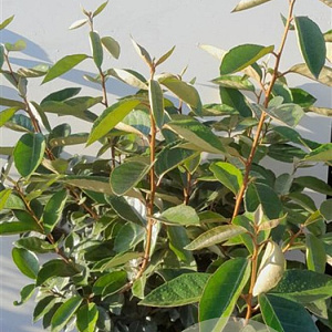 Elaeagnus ebbingei 50-60 cm met kluit
