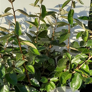 Elaeagnus ebbingei 60-80 cm met kluit