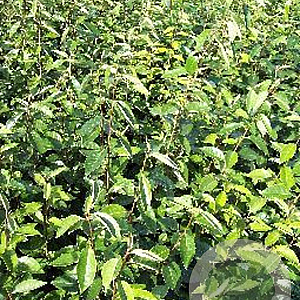 Elaeagnus ebbingei 60-80 cm met kluit