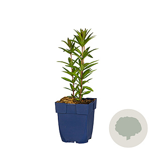 Veronicastrum virg. 'Fascination' GM  P11