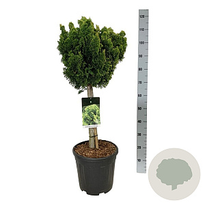 Chamaecyparis o. 'Nana Aurea' 40 cm stam 15L kroon 50-60