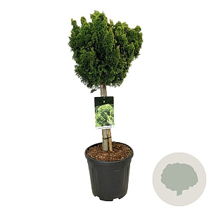 Chamaecyparis o. 'Nana Aurea' 40 cm stam 15L kroon 50-60