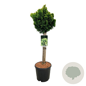 Chamaecyparis o. 'Nana Aurea' 60 cm stam 15L