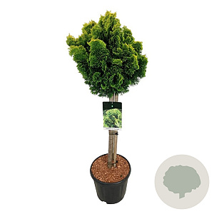 Chamaecyparis o. 'Nana Aurea' 60 cm stam 15L