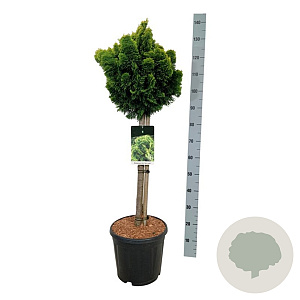 Chamaecyparis o. 'Nana Aurea' 60 cm stam 15L
