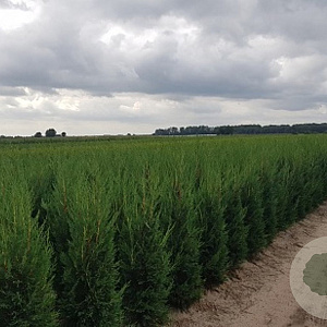Cupressocyparis leylandii 125-150 cm met kluit 40-45 haagplant