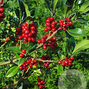 Ilex aquifolium Atlas 175-200 cm draadkluit solitair