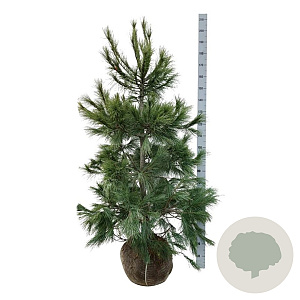 Pinus strobus 150-175 cm met kluit extra
