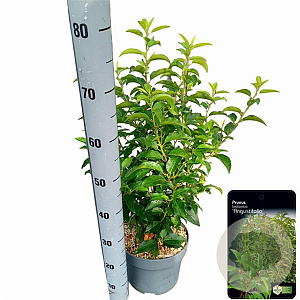 Prunus l. 'Angustifolia' 60-80 cm 5,0L