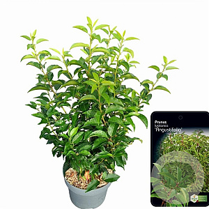 Prunus l. 'Angustifolia' 60-80 cm 5,0L