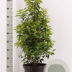 Prunus l. 'Angustifolia' 80-100 cm met kluit