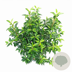 Prunus l. 'Angustifolia' 80-100 cm 10L