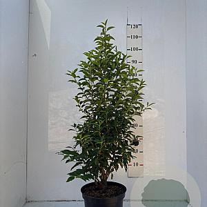 Prunus l. 'Angustifolia' 100-125 cm 10L