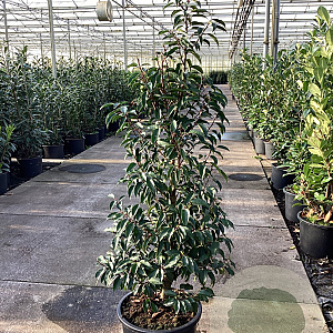 Prunus l. 'Angustifolia' 125-150 cm 25L