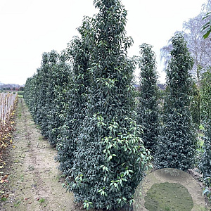 Prunus l. 'Angustifolia' 300-350 cm draadkluit