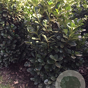 Prunus l. Etna 150-175 cm met kluit 45-55 haagplant