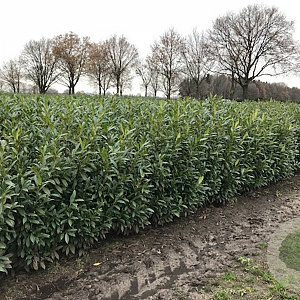 Prunus l. 'Herbergii' 80-100 cm met kluit 30-35 haagplant