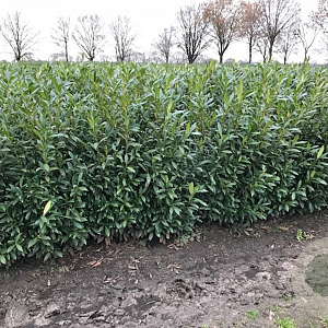 Prunus l. 'Herbergii' 125-150 cm met kluit 40-45 haagplant