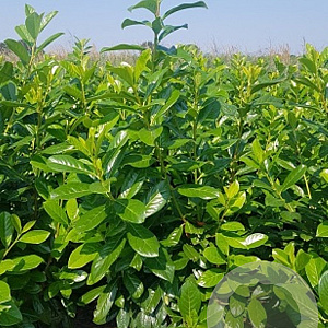 Prunus l. 'Novita' 100-125 cm met kluit 30-40 haagplant