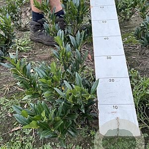 Prunus l. 'Otto Luyken' 30-40 cm met kluit