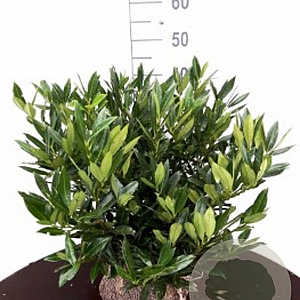 Prunus l. 'Otto Luyken' 50-60 cm met kluit haagplant
