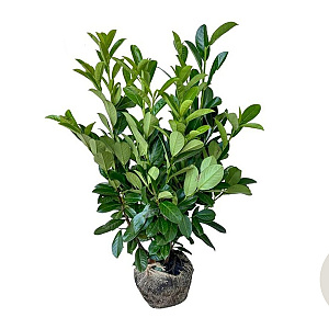 Prunus I. 'Rotundifolia' 60-80 cm met kluit