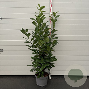 Prunus I. 'Rotundifolia' 100-125 cm 10L