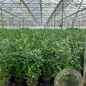 Prunus I. 'Rotundifolia' 125-150 cm 25L