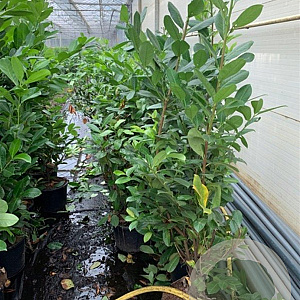 Prunus I. 'Rotundifolia' 150-175 cm 25L