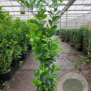 Prunus I. 'Rotundifolia' 175-200 cm 25L