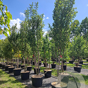 Prunus 'Spire' 350-400 cm cont. 130L meerstammig