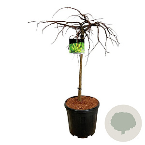 Taxodium dist. 'Secrest' 60 cm stam 15L