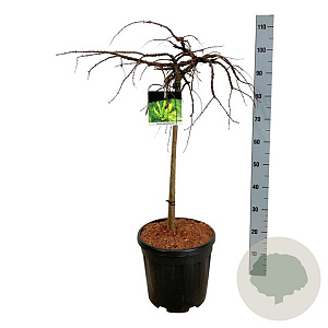 Taxodium dist. 'Secrest' 60 cm stam 15L