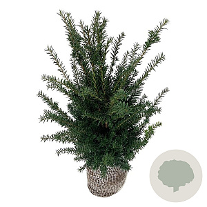 Taxus baccata 60-80 cm met kluit