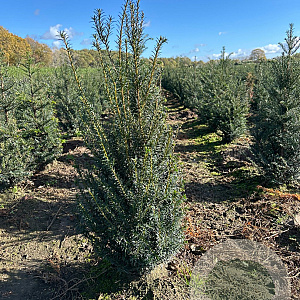 Taxus baccata 60-80 cm met kluit