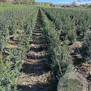Taxus baccata 60-80 cm met kluit