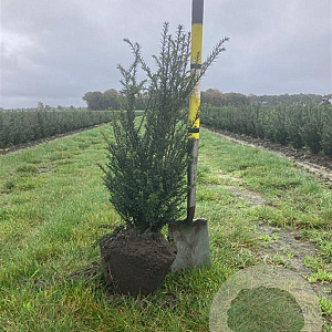 Taxus baccata 60-80 cm met kluit