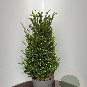 Taxus baccata 60-80 cm 10L