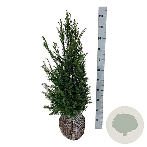Taxus baccata 80-100 cm met kluit