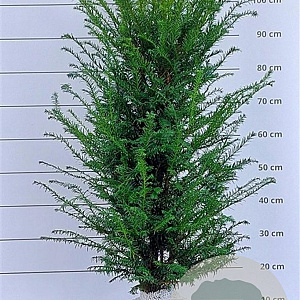 Taxus baccata 80-100 cm met kluit