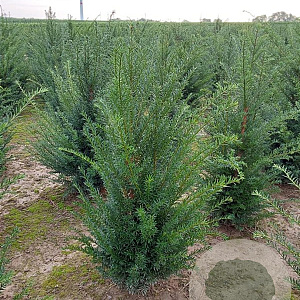 Taxus baccata 80-100 cm met kluit