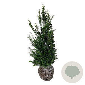 Taxus baccata 80-100 cm met kluit