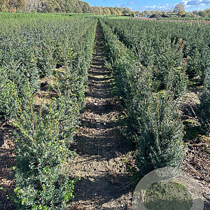 Taxus baccata 80-100 cm met kluit