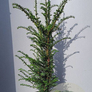 Taxus baccata 100-125 cm 15L