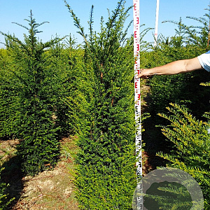 Taxus baccata 160-180 cm met kluit verplant