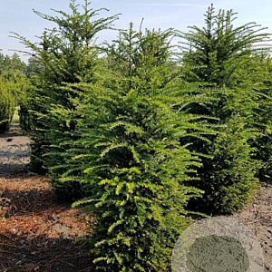 Taxus baccata 175-200 cm met kluit verplant